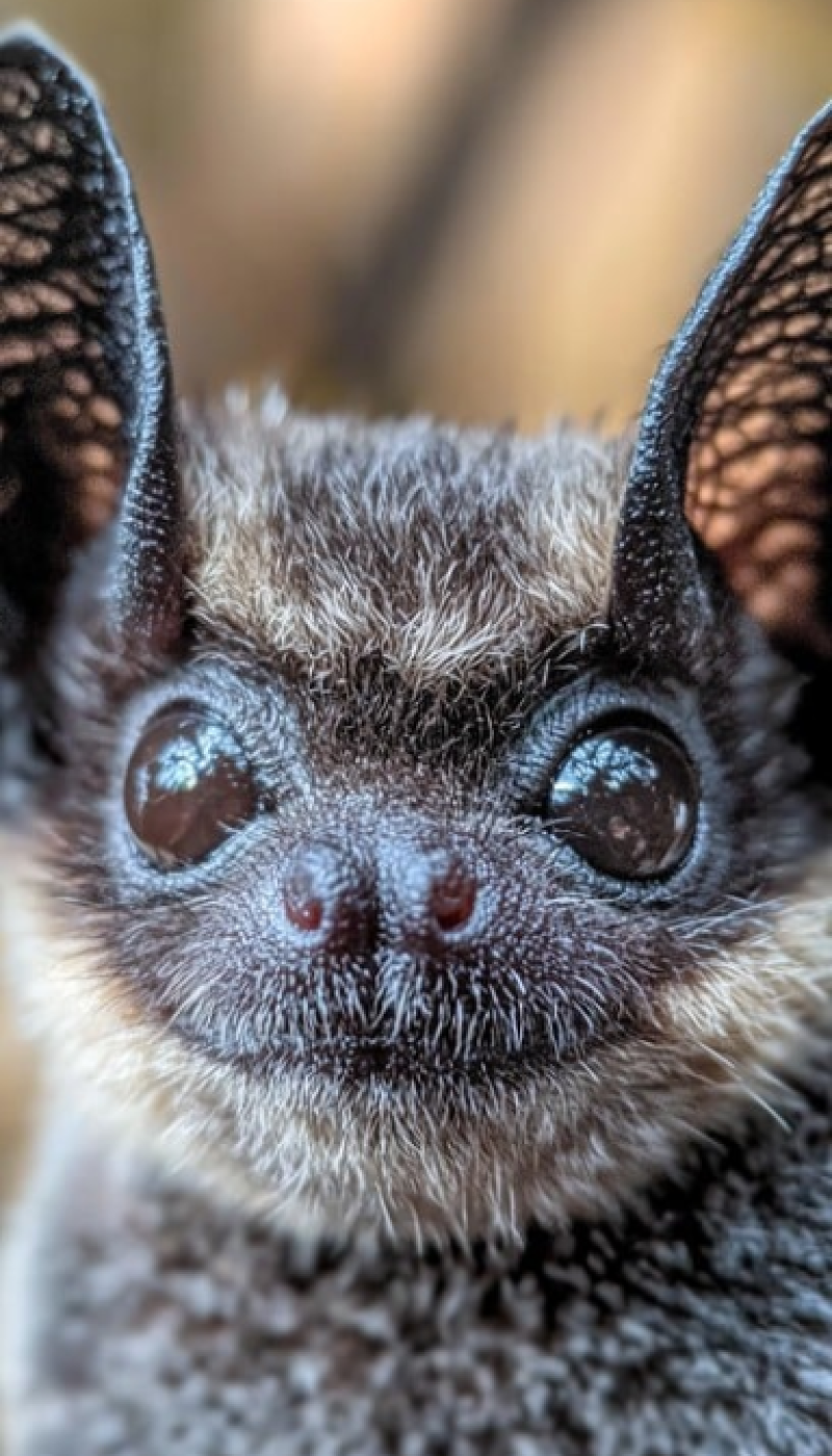 Close-up Bat Face