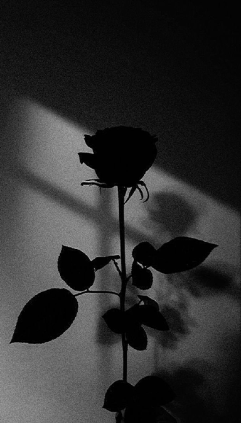 Shadowed Elegance: The Rose in the Dark 🌹🖤✨